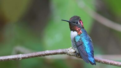 These male hummingbirds evolved to be tiny so they can do cool dives