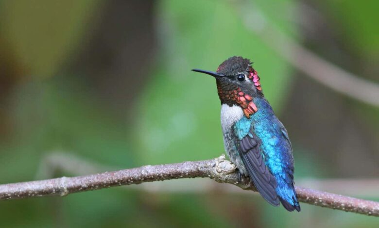 These male hummingbirds evolved to be tiny so they can do cool dives